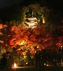 多宝塔と紅葉ライトアップのパノラマ夜景写真（1）
